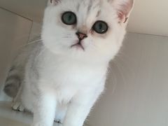 -东方名猫馆·英短金渐层布偶猫舍(环线广场1号楼店)