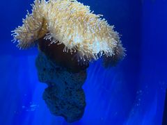 -悉尼海洋生物水族馆
