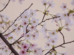 -南京东山外国语学校分校江宁区岔路学校