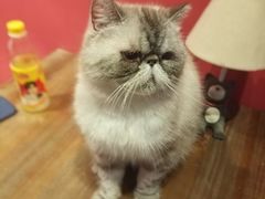 -猫色咖啡·猫咖