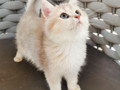 -lincat·猫舍(广州店)