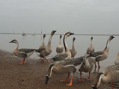 -鄱阳湖国家湿地公园