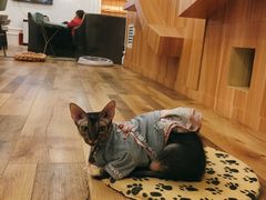 -袖虎·猫馆(体育西路店)
