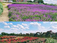 -紫颐香薰山谷景区