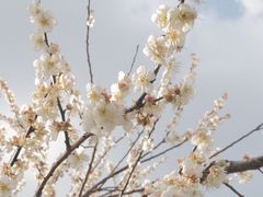 -广州市流溪河国家森林公园