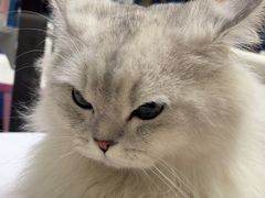 -FAELING PETS美天灵宠物(富力广场店)