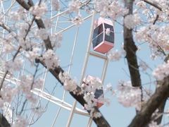 -顾村公园