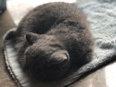 -袖虎·猫馆(体育西路店)