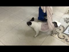 -美联众合动物医院·24h转诊中心