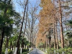 -合肥滨湖国家森林公园