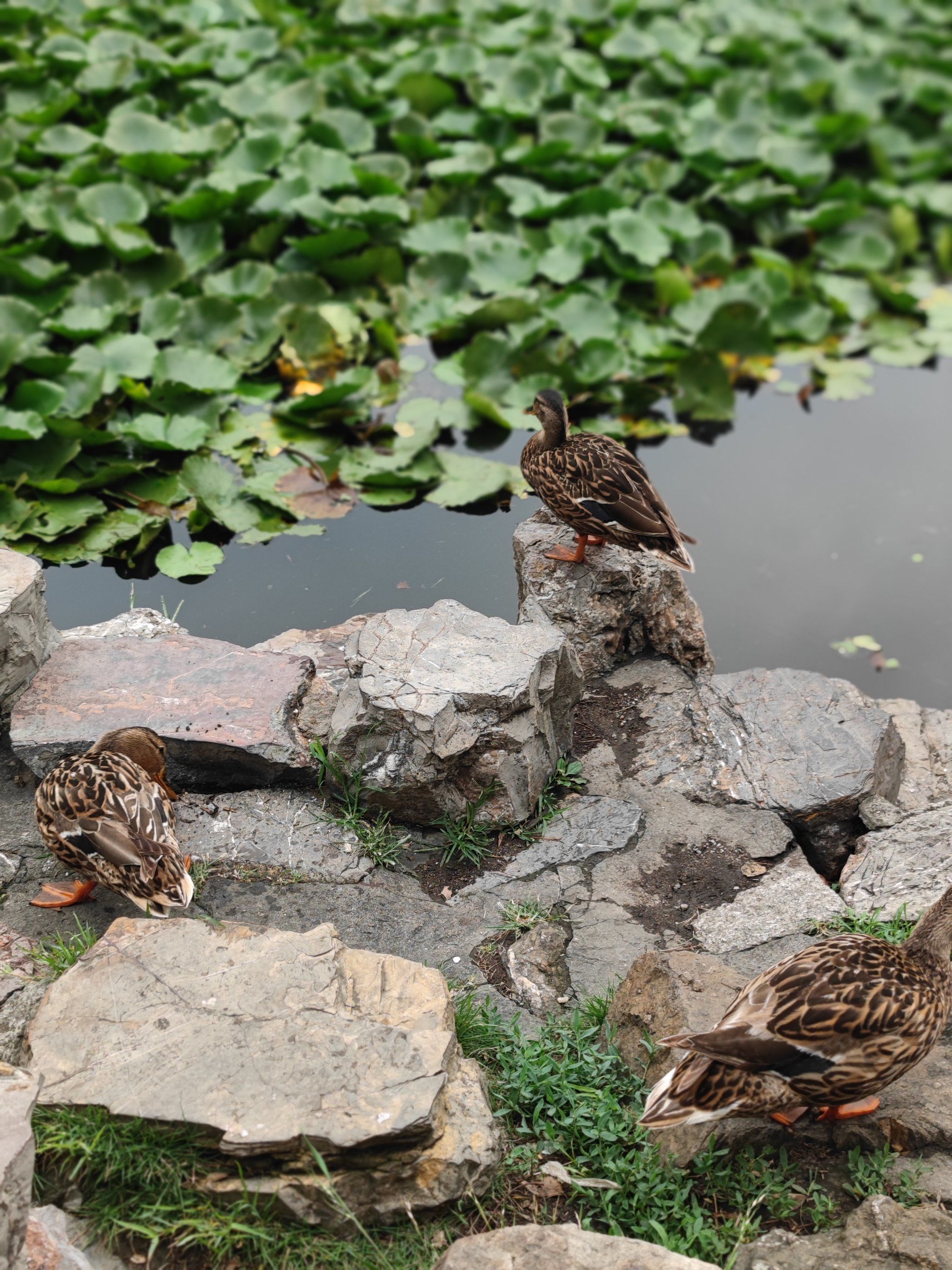 红山动物园资深绿叶95,母绿头鸭