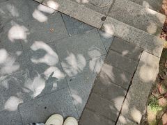 -东莞市大岭山森林公园