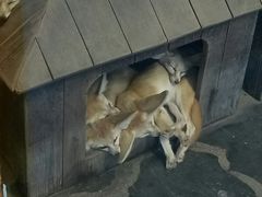 -上海野生动物园老虎餐厅