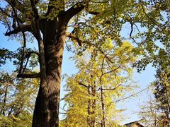 -南雄冯屋银杏山庄