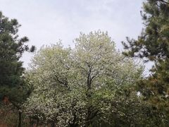 -云岗森林公园
