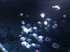 -暹罗海洋世界