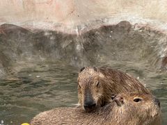 -合肥滨湖国家森林公园