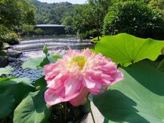 -云溪植物园