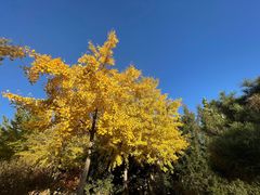 -北京西山国家森林公园