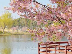 -新江湾城公园