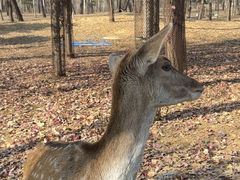 -秦皇岛野生动物园