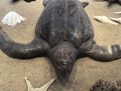 -广东惠东海龟国家级自然保护区