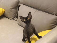 -猫十亿·布偶金渐层·曼基康矮脚猫舍(青年路店)