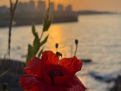 -燕儿岛山公园
