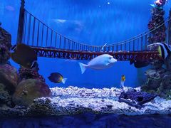 -太平洋海底世界