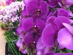 -双季花艺园艺市场(浦东店)