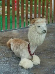 -萌宠亲子动物乐园(槐房万达店)