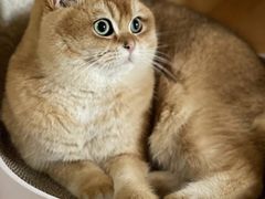 -猫十亿·布偶金渐层·曼基康矮脚猫舍(青年路店)