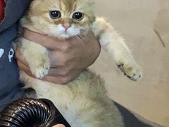 -PETKIT小佩宠物·低压洗护(国顺东路店)