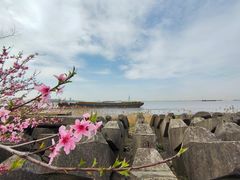 -上海滨江森林公园