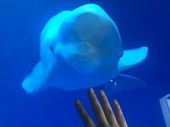 -芜湖新华联大白鲸海洋公园