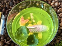 -逸廊大堂吧-下午茶·简餐-千岛湖自由洲际殿