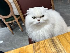 -猫小院猫主题餐厅(南锣旗舰店)