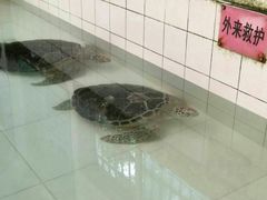 -广东惠东海龟国家级自然保护区