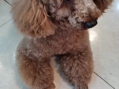 -圣宠宠物(平吉花卉市场店)