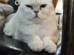 -蓝鲸·缅因猫舍