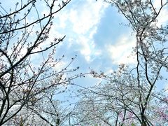 -东湖磨山景区樱花园-停车场