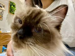 -藏猫猫咖啡主题馆(中央大道店)