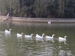 -洛阳市隋唐城遗址植物园