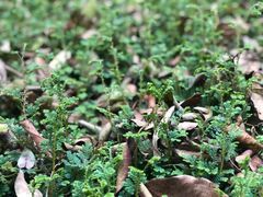-南山植物园