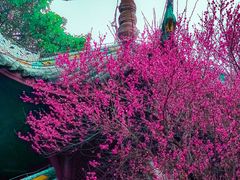 -峨眉山报国寺
