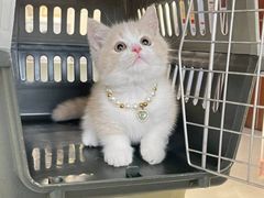 -lincat·猫舍(广州店)