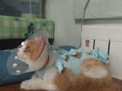 -纳吉亚猫专科动物医院博雅分院