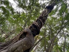 -中国科学院西双版纳热带植物园