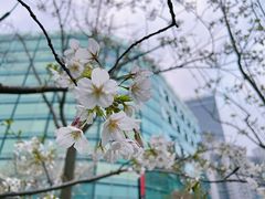 -陆家嘴中心绿地