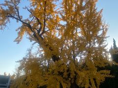 -苏州文庙(姑苏区)